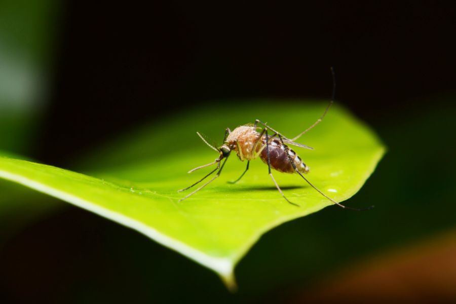 What do mosquitoes eat in Aberdeen, NC - Aberdeen Exterminating 