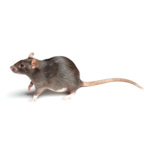 Rodent identification in Aberdeen, NC - Aberdeen Exterminating 