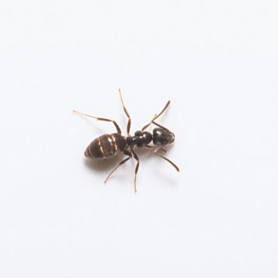 Odorous House Ant identification in Aberdeen, NC - Aberdeen Exterminating 