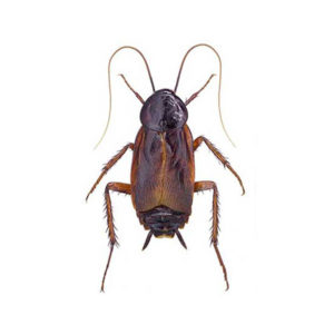 Oriental Cockroach identification in Aberdeen, NC - Aberdeen Exterminating 