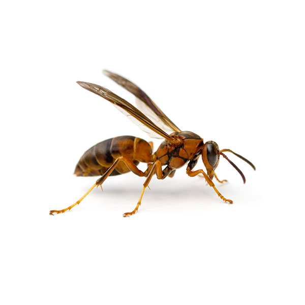 Paper Wasp identification in Aberdeen, NC - Aberdeen Exterminating 