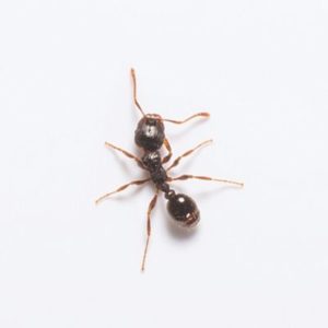 Pavement Ant identification in Aberdeen, NC - Aberdeen Exterminating 