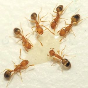 Pharaoh Ant identification in Aberdeen, NC - Aberdeen Exterminating 