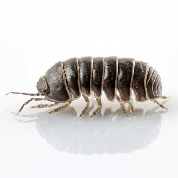 Pillbug identification in Aberdeen, NC - Aberdeen Exterminating 