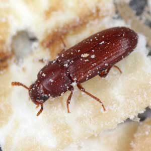 Red Flour Beetle identification in Aberdeen, NC - Aberdeen Exterminating 