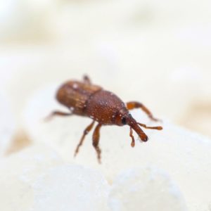 Rice Weevil identification in Aberdeen, NC - Aberdeen Exterminating 