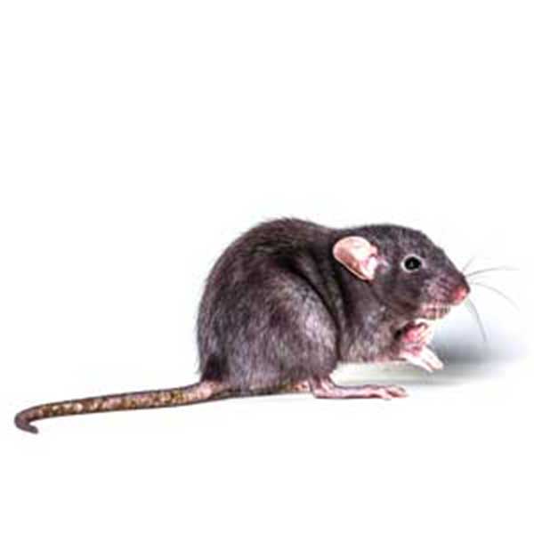 Roof Rat identification in Aberdeen, NC - Aberdeen Exterminating 