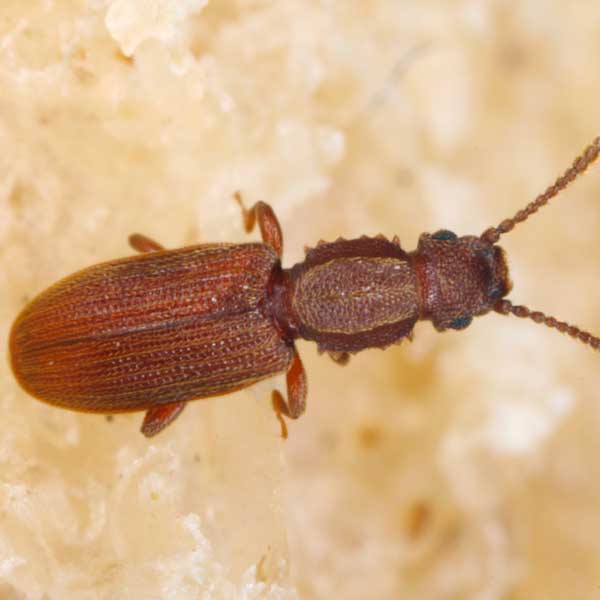 Sawtooth Beetle identification in Aberdeen, NC - Aberdeen Exterminating 