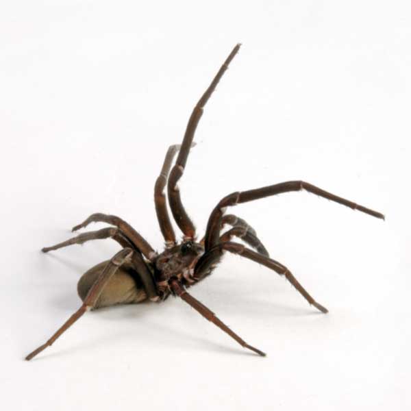 Southern House Spider identification in Aberdeen, NC - Aberdeen Exterminating 