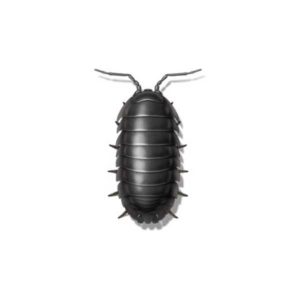 Sowbugs identification in Aberdeen, NC - Aberdeen Exterminating 