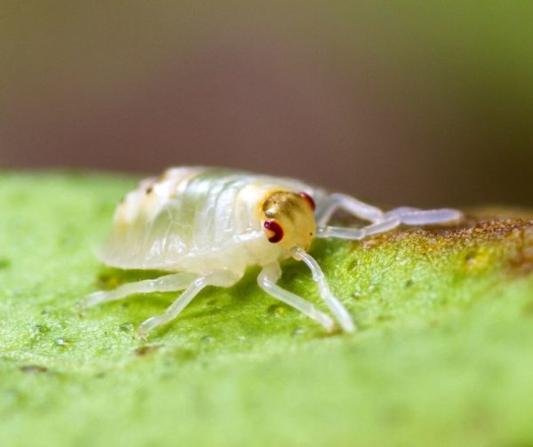 Spider Mite identification in Aberdeen, NC - Aberdeen Exterminating 