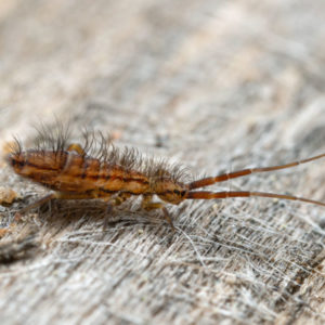 Springtail identification in Aberdeen, NC - Aberdeen Exterminating 