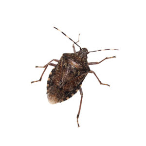 Stink Bug identification in Aberdeen, NC - Aberdeen Exterminating 