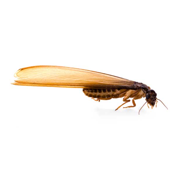 Termite identification in Aberdeen, NC - Aberdeen Exterminating 