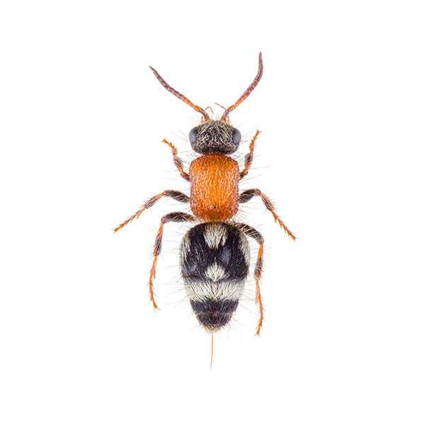Velvet Ant identification in Aberdeen, NC - Aberdeen Exterminating 