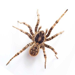 Wof Spider identification in Aberdeen, NC - Aberdeen Exterminating 
