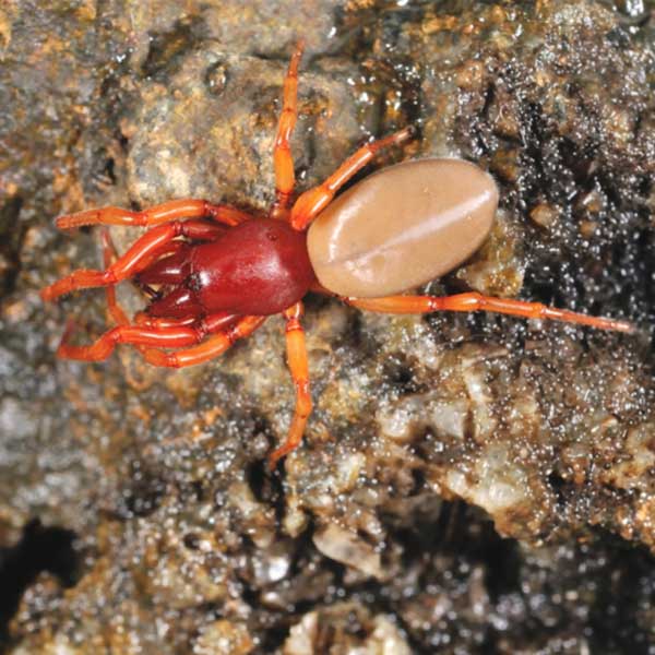 Woodlouse Spider identification in Aberdeen, NC - Aberdeen Exterminating 