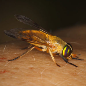 Yellow Fly identification in Aberdeen, NC - Aberdeen Exterminating 