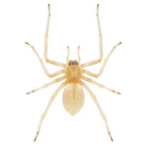 Yellow Sac Spider identification in Aberdeen, NC - Aberdeen Exterminating 