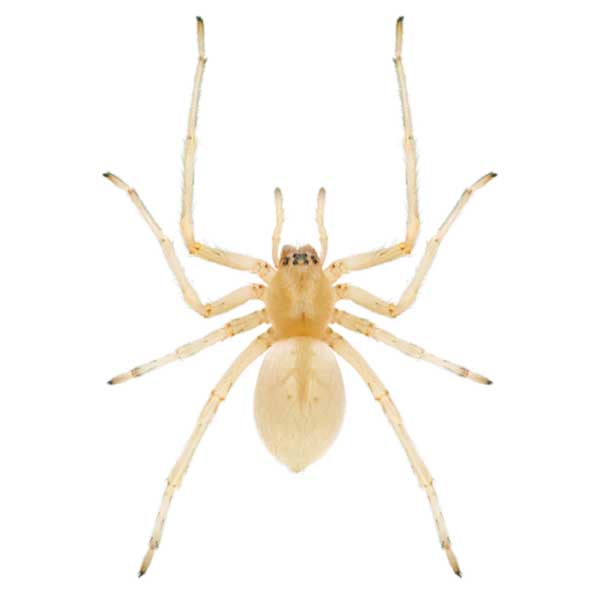 Yellow Sac Spider identification in Aberdeen, NC - Aberdeen Exterminating 