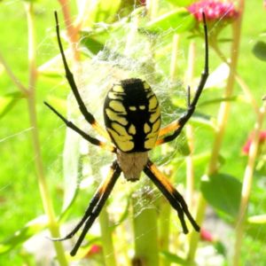 Yellow Garden Spider identification in Aberdeen, NC - Aberdeen Exterminating 