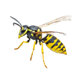 Yellow Jacket identification in Aberdeen, NC - Aberdeen Exterminating 